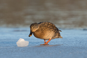 kaczka krzyżówka © Klaudia