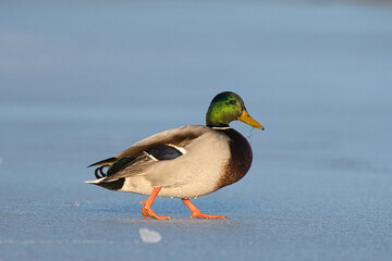 kaczka krzyżówka © Klaudia