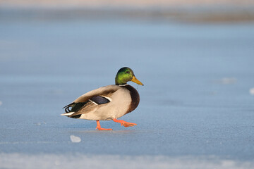 kaczka krzyżówka © Klaudia