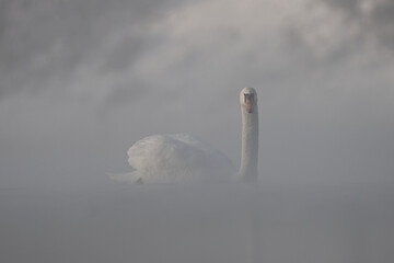 Łabędź niemy © Klaudia