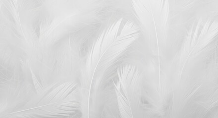 A soft, intricate pattern of pure white down feathers densely layered, forming a beautiful, delicate, and airy natural background texture, surface, bird, natural