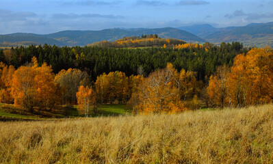 jesienny krajobraz z widocznymi  drzewami i pag&oacute;rkami na tle niebieskiego nieba i ż&oacute;łtymi trawami