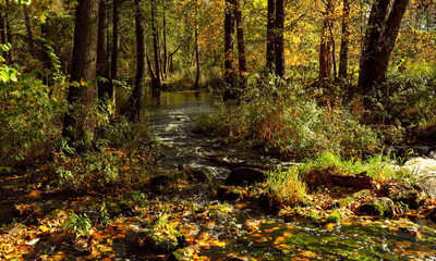 widok na g&oacute;rski potok wraz z jesiennymi drzewami w lesie