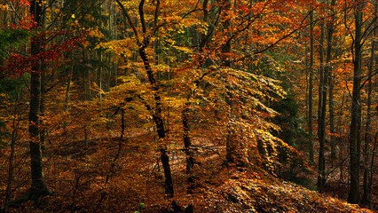 Obraz premium widok na jesienne drzewo w leśnym otoczeniu