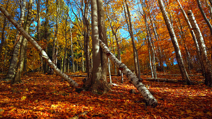 las jesienną porą ze złotym dywanem z liści oraz przewr&oacute;conymi drzewami
