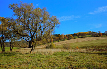 widok na jesienną łąkę na tle niebieskiego nieba z rozłożystym drzewem na pierwszym planie