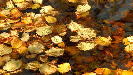 jesienne liście opadłe na wodę
