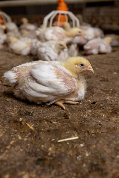 Young poultry broilers at a poultry farm, a large number of fat chicks while relaxing indoors at the poultry farm
