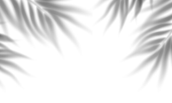 corner palm shadow overlay