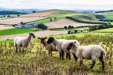 Obraz premium Sheeps on Scotish fields and farms, Southeast Scotland, UK