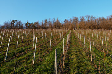 Obraz premium Weinberge Hohenhaslach