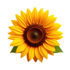 Obraz premium Close-up of a vibrant sunflower with yellow petals and brown center