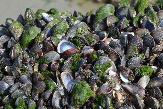Miesmuschelkolonie bei Ebbe am Pedrido Strand in Galicien, Spanien