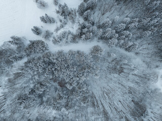 Frozen Tallinn forest captured from above: snow-covered pines, frosty branches, soft morning light and untouched white ground create a serene winter pattern. Cold, overcast weather.