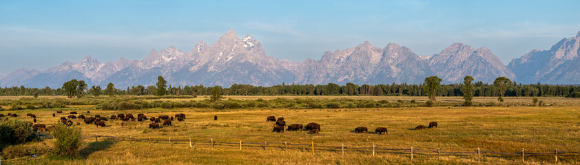 Panorama Of Grazing Bison With The Grand Tetons In The Distance