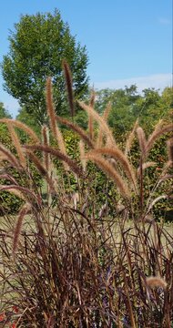 Decorative grass from Pennisetum setaceum 'rubrum' or Cenchrus setaceus with long, ribbon-like, reddish leaves and luminous, purple-gold flower spikes in summer cultivated as ornamental plant