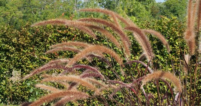 (Cenchrus setaceus 'Rubrum') Crimson fountaingrass, decorative grass offering lush, very fluffy flower spikes that resemble pom-poms and sway gently in the wind
