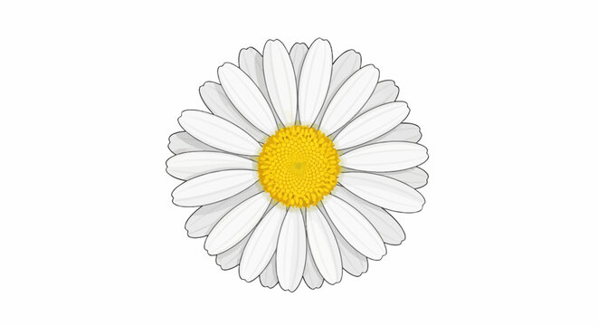 A simple, vector illustration of a white daisy flower with a yellow center