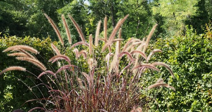 Cenchrus setaceus - Crimson fountaingrass, bushy plant, adorned with purple feathery flower spikes as ornamental plant swaying lightly in the wind