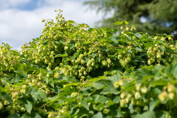 Close up of common hop (humulus lupulus) flowers
