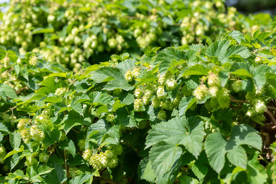 Close up of common hop (humulus lupulus) flowers