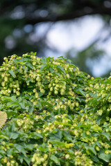 Obraz premium Close up of common hop (humulus lupulus) flowers