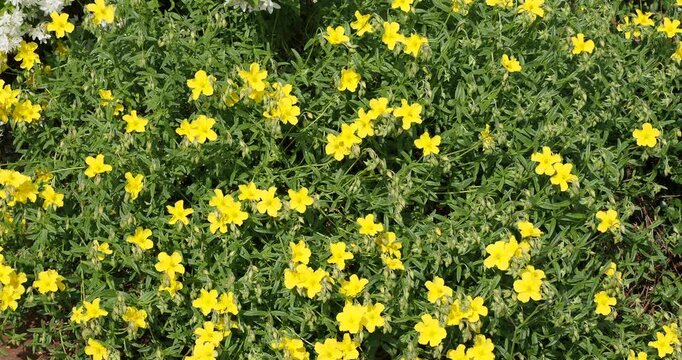 Common rock-rose (Helianthemum nummularium) Low-growing creeping shrub adorned with cluster of bright yellow flowers and oval glossy green leaves on woody stems, wild plant growing in meadows
