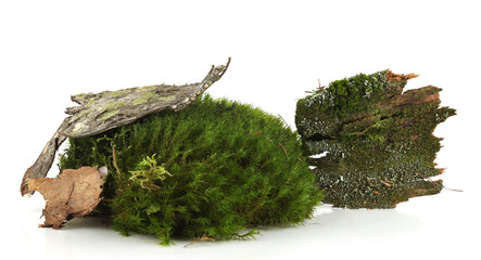 Green moss and elements of forest vegetation isolated on white  background. Fragments of forest moss, lichen, wood, bark.