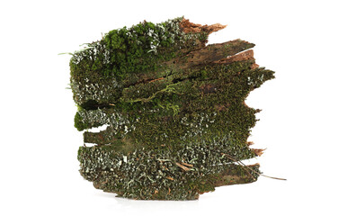 Bark with moss isolated on white  background. Fragments of forest, bark, moss, lichen, wood.