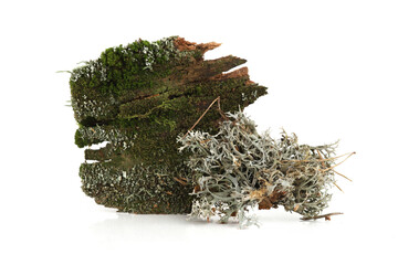 Bark with moss isolated on white  background. Fragments of forest, bark, moss, lichen, wood.