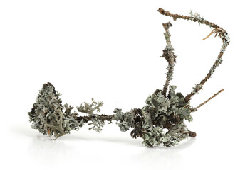 Lichen on dry branch isolated on white background. Fragments of forest, tree lichen, twigs.