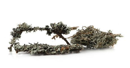 Lichen on dry branch isolated on white background. Fragments of forest, tree lichen, twigs.