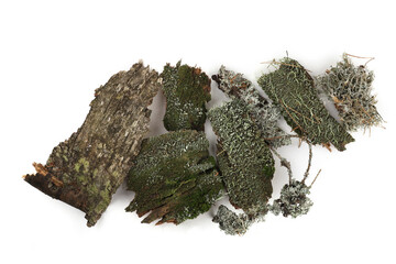 Green moss and elements of forest vegetation isolated on white  background. Set of fragments of forest moss, lichen, wood, bark, twigs