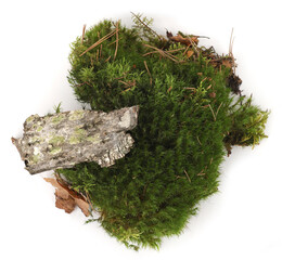 Green moss and elements of forest vegetation isolated on white  background. Fragments of forest moss, lichen, wood, bark.