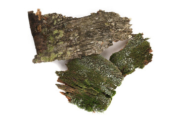 Bark with moss isolated on white  background. Fragments of forest, bark, moss, lichen, wood.