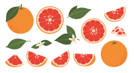 Set of citrus fruit illustrations featuring whole oranges, grapefruit halves, slices, leaves, and flowers on a white background.