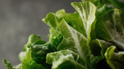 Obraz premium Close-Up of Fresh Salad Leaves with Dressing and Oil Sheen
