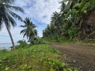 Obraz premium palm trees on the beach