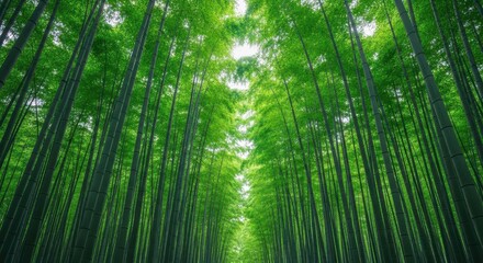 Fototapeta premium Lush, thick bamboo stalks grow densely in a serene natural forest grove, featuring tall culms reaching toward the canopy light, lush, vertical, peaceful