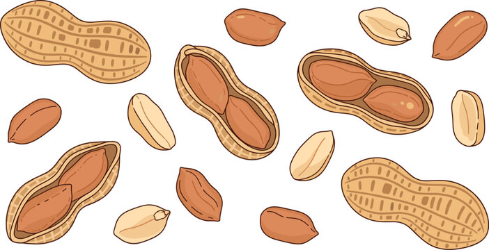 Peanuts Whole and in Shell with Split Kernels Top View Snack Ingredient Isolated on White Background Vector Illustration