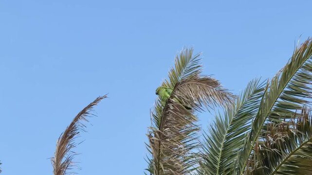 Ein Halsbandsittich sitzt bei starkem Wind in einer Palme