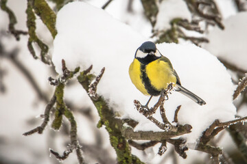 Obraz premium Great tit (Parus major) 