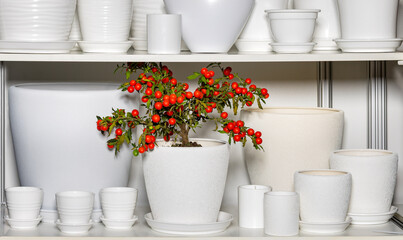 Charming display of white pots showcasing a vibrant berry plant on a sunny shelf