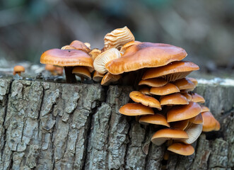 Cluster of orange mushrooms growing on a tree stump in forest © Johan