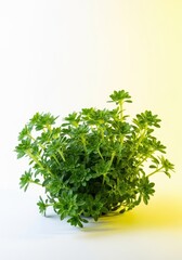 Vibrant green houseplant featuring clusters of tiny, delicate leaves, showcasing lush, healthy foliage and natural growth patterns, texture, macro, horticulture