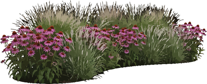 Realistic vector illustration of a garden bed with purple coneflowers and ornamental grasses for landscaping design