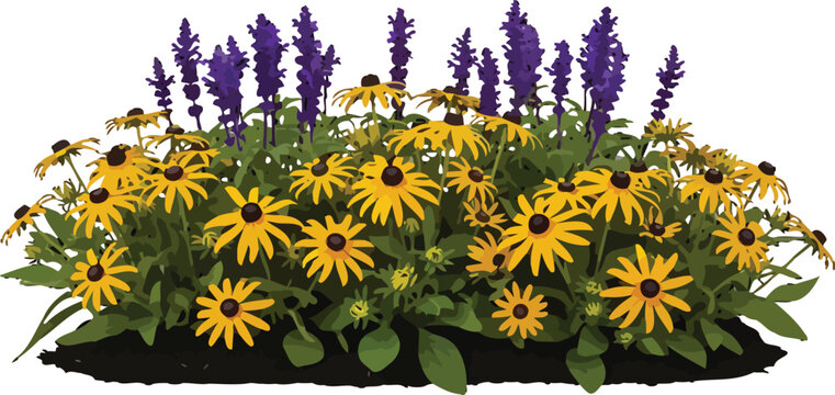 Black-eyed Susan and Salvia Flower Bed Vector Illustration for Garden Design and Landscaping Projects Isolated on White