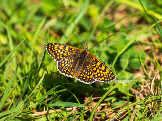 Glanville Fritillary Butterfly Resting in Grass