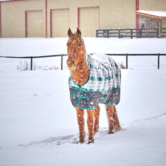 Horse wearing a winter blanket standing in a snowy field during a heavy winter blizzard.