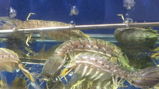Close-up shot of live mantis shrimp in a filtered aquaculture tank, highlighting their unique prehistoric appearance.